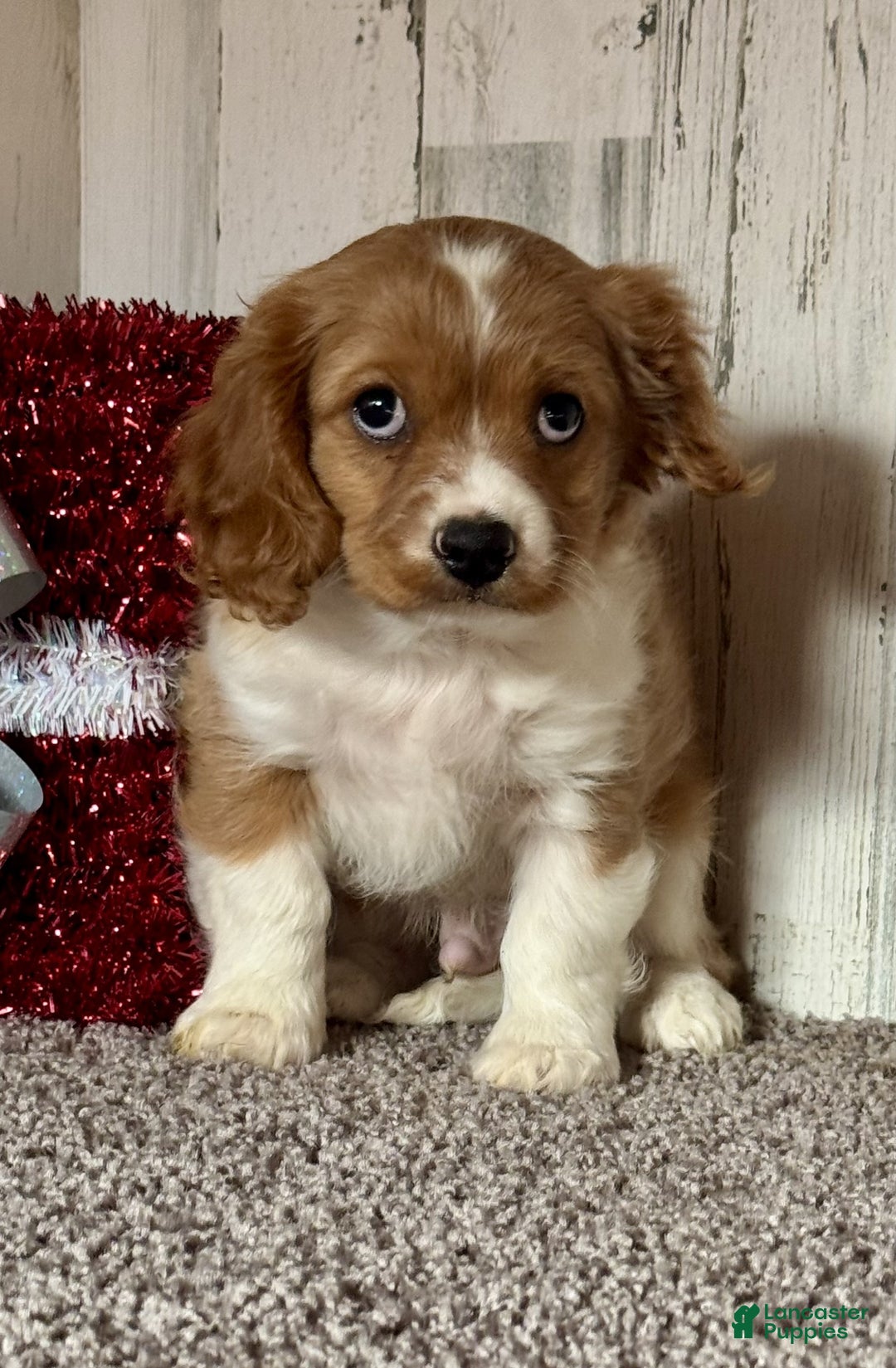 Cavapoo dogs for sale: Dasher - Ad 2