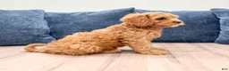 Cavapoo dogs for sale: Bryce - Ad 3