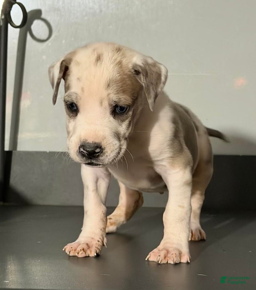 Great Dane dogs Teeny Tot - Ad 2