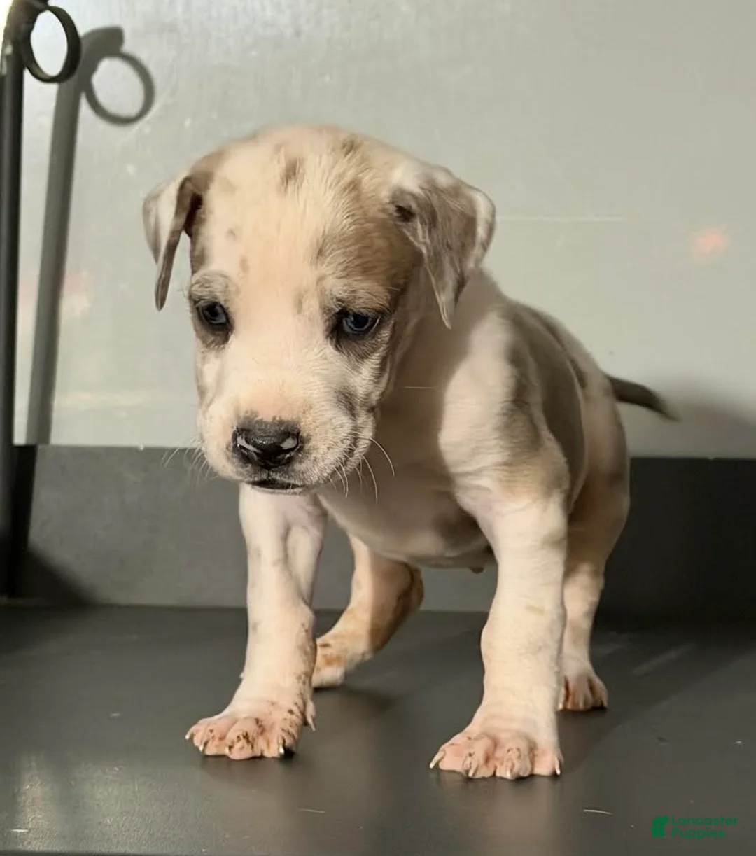 Great Dane dogs for sale: Teeny Tot - Ad 2