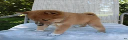 Shiba Inu dogs for sale: Leo - Ad 7
