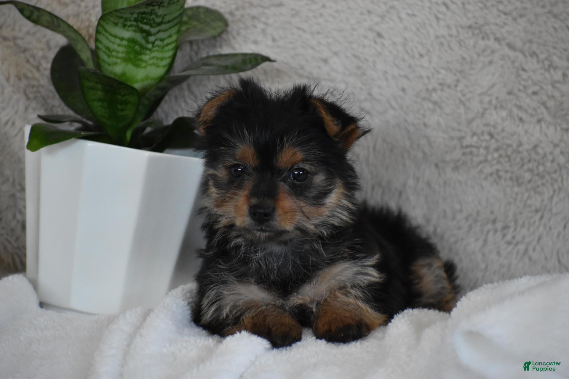 Yorkshire Terrier dogs for sale: Olivia - Ad 1