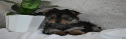 Yorkshire Terrier dogs for sale: Olivia - Ad 6