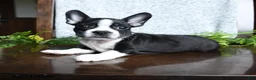 Boston Terrier dogs for sale: Eldon - Ad 3