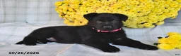 German Shepherd dogs for sale: Omaris - Ad 5