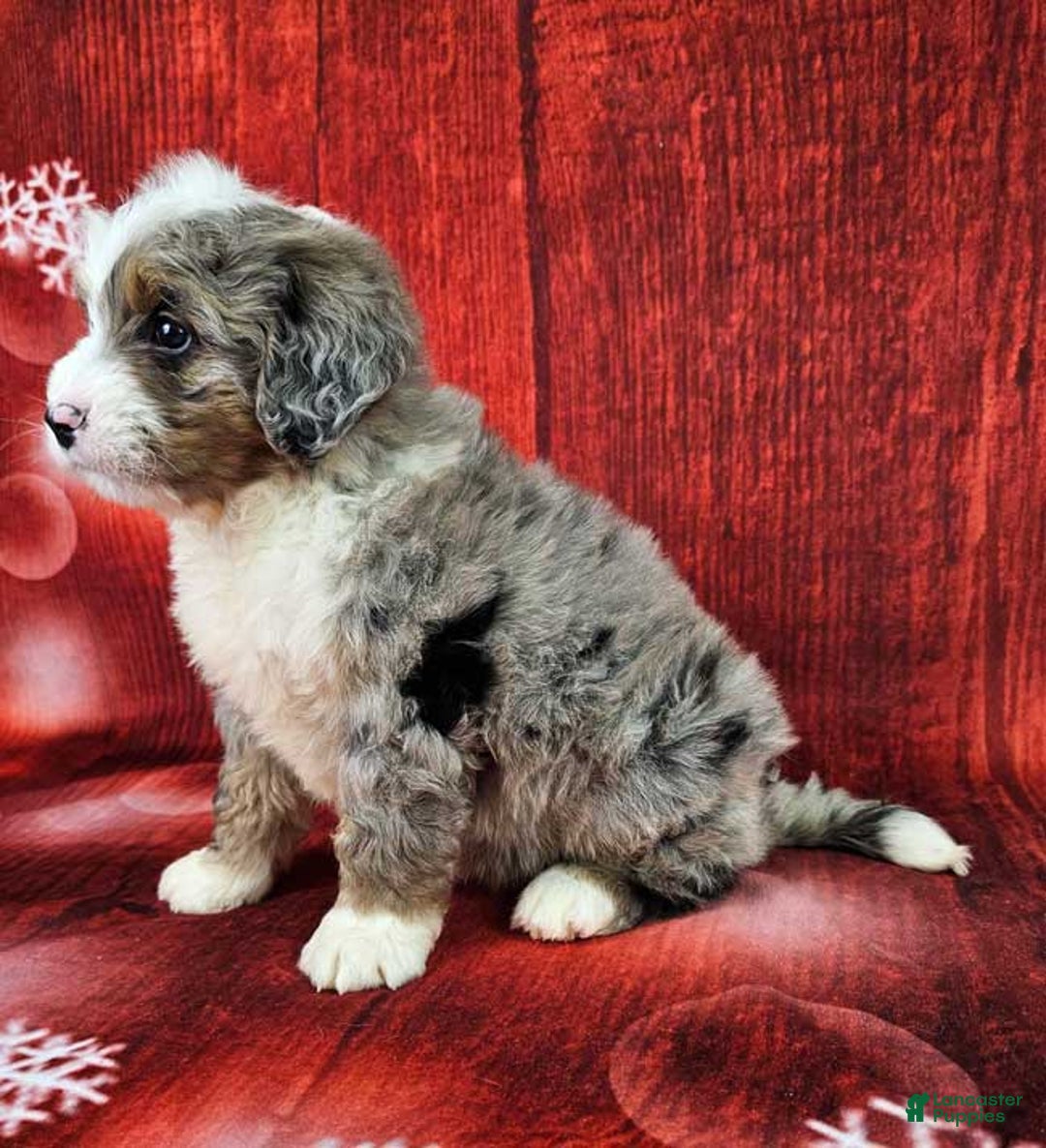Mini Bernedoodle dogs for sale: Huckleberry - Ad 3