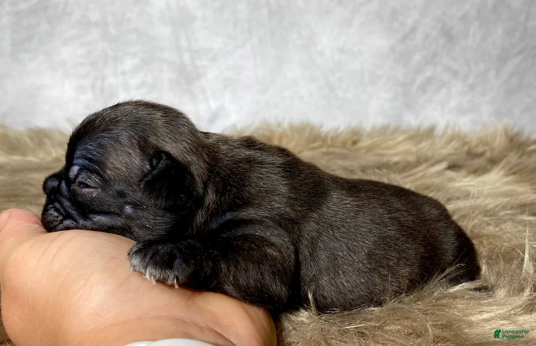 Frenchton dogs for sale: Mr. Murphy  - Ad 2