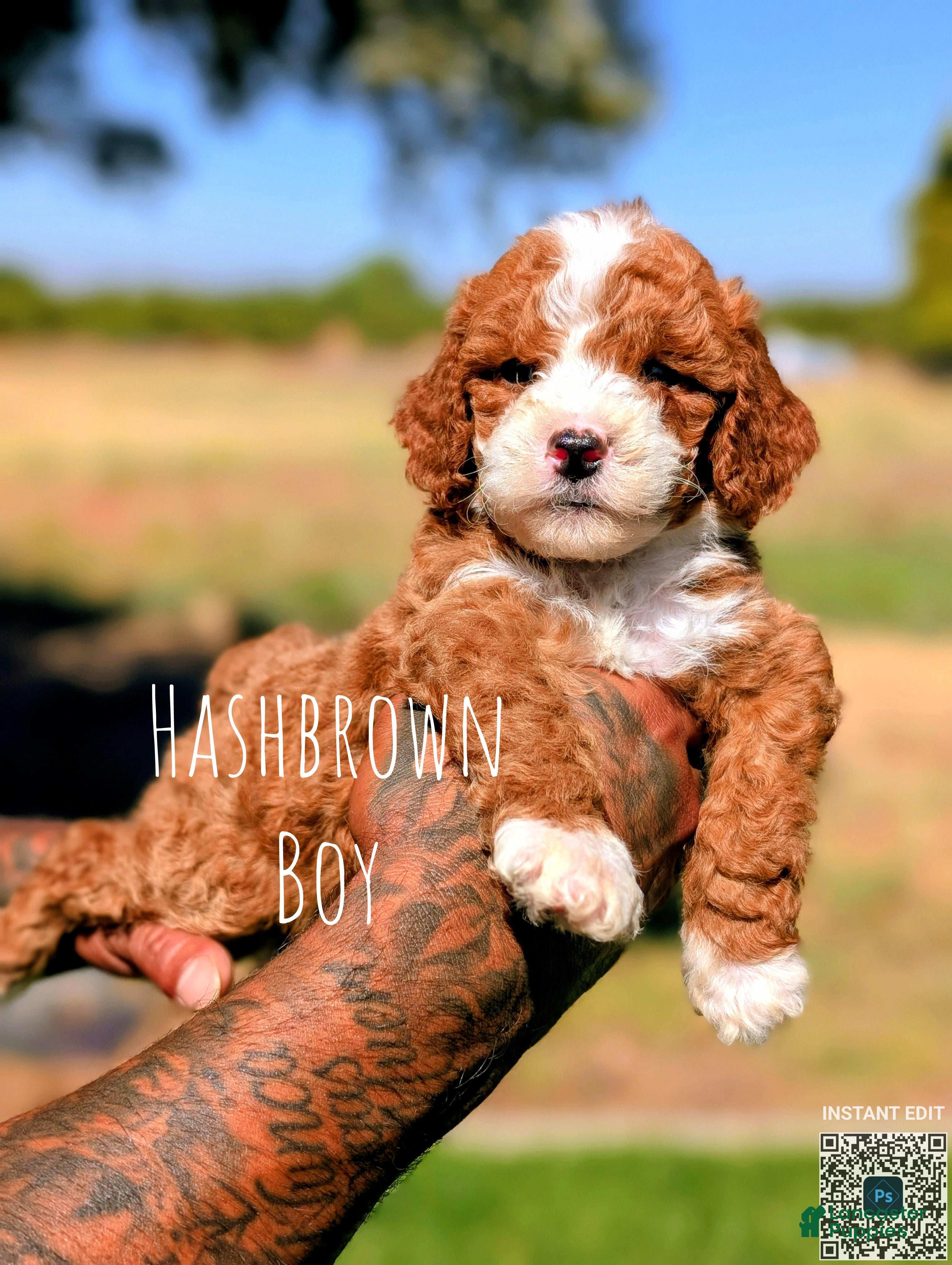 Cavapoo dogs Hashbrown  - Ad 1