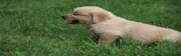 Golden Retriever dogs for sale: Golden Retriever 3 - Ad 5