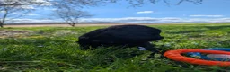 Newfoundland dogs for sale: Hero - Ad 26