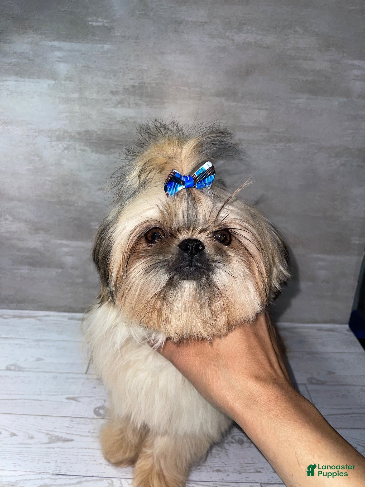 Shih Tzu dogs Shih Tzu 1 - Ad 37