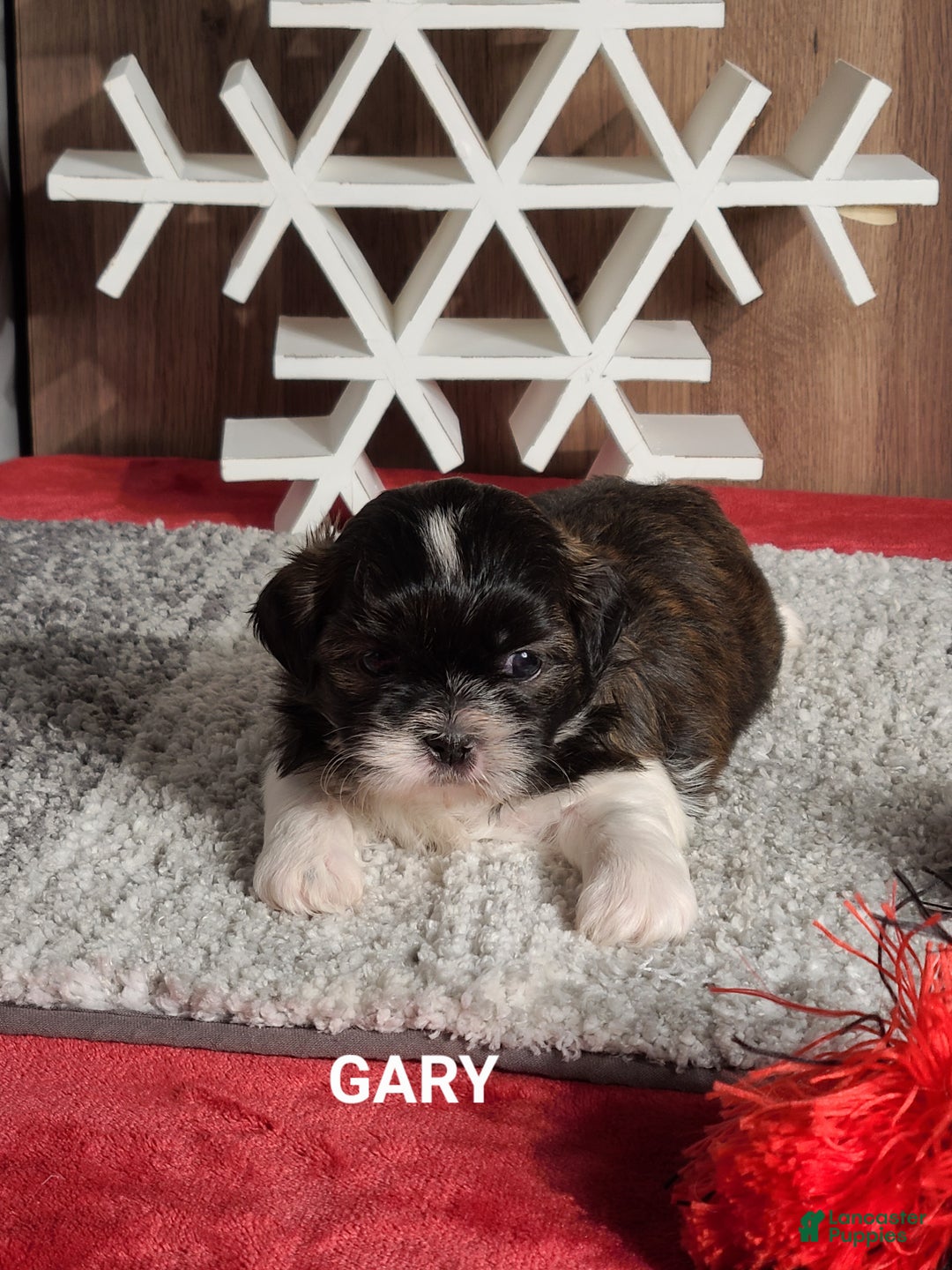 Shih Tzu dogs for sale: GARY - Ad 4