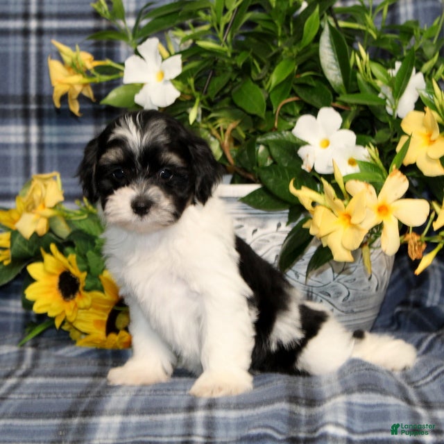 Teddy Bear dogs BJ's Ross - Ad 1