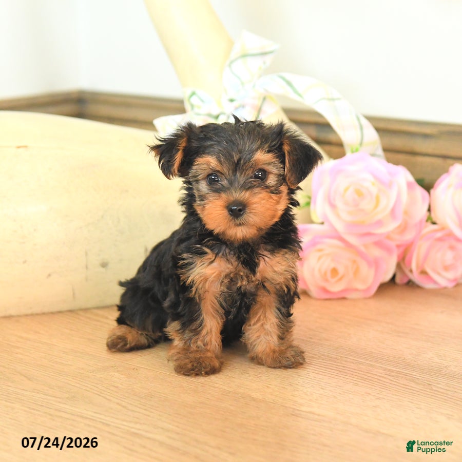 Yorkshire Terrier dogs Molly - Ad 2