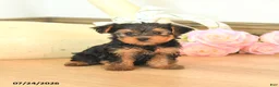 Yorkshire Terrier dogs for sale: Molly - Ad 2