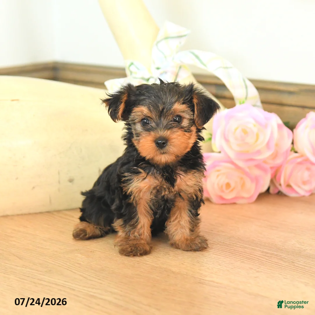 Yorkshire Terrier dogs for sale: Molly - Ad 2