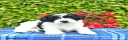 Yorkiepoo dogs for sale: Violet  - Ad 4