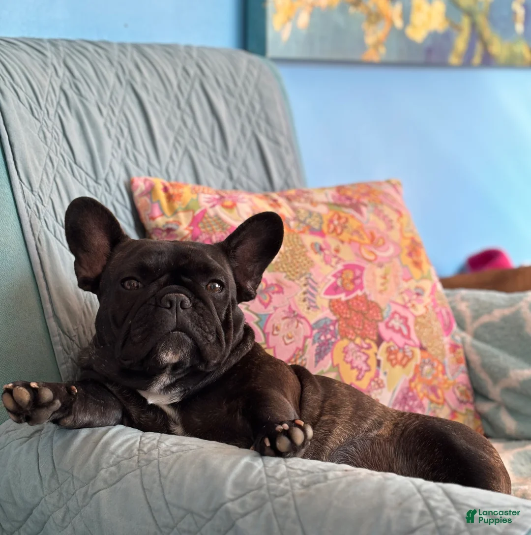 French Bulldog dogs for sale: French Bulldog Puppy 1 - Ad 11
