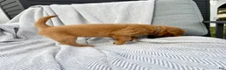 Golden Retriever dogs for sale: Shasta (tan collar) - Ad 3