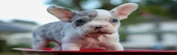 Frenchton dogs for sale: MARLEY - Ad 31