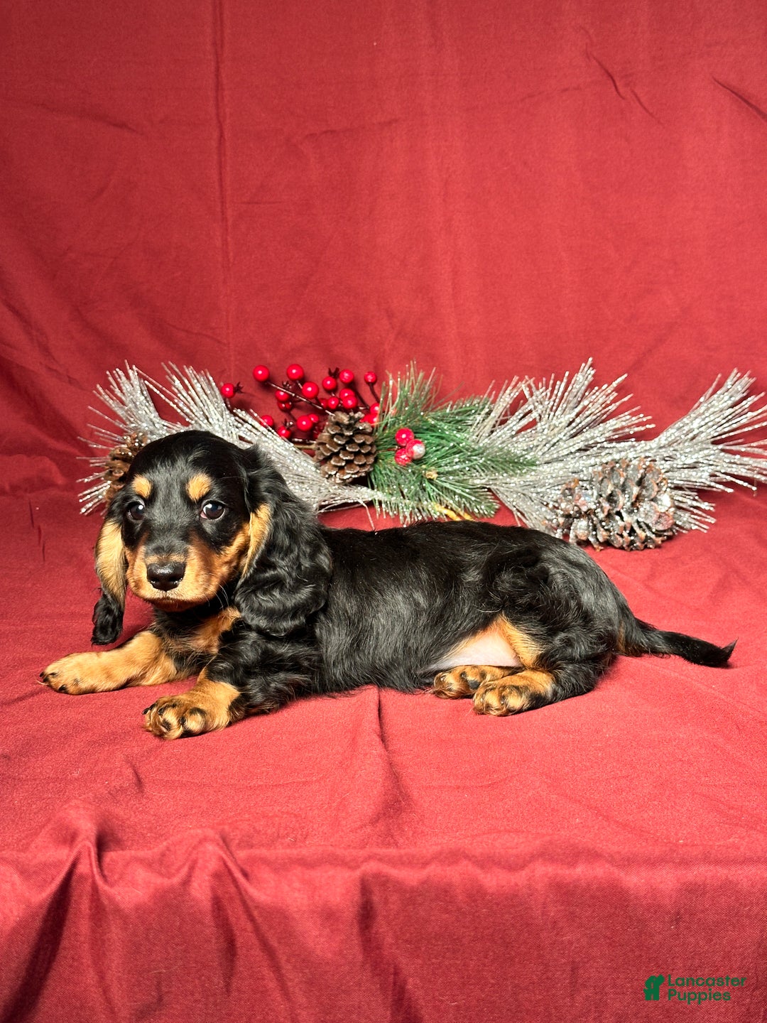 Miniature Dachshund dogs for sale: Brody - Ad 4