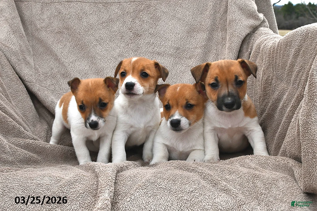 Jack Russell Terrier dogs for sale: Sugar - Ad 3