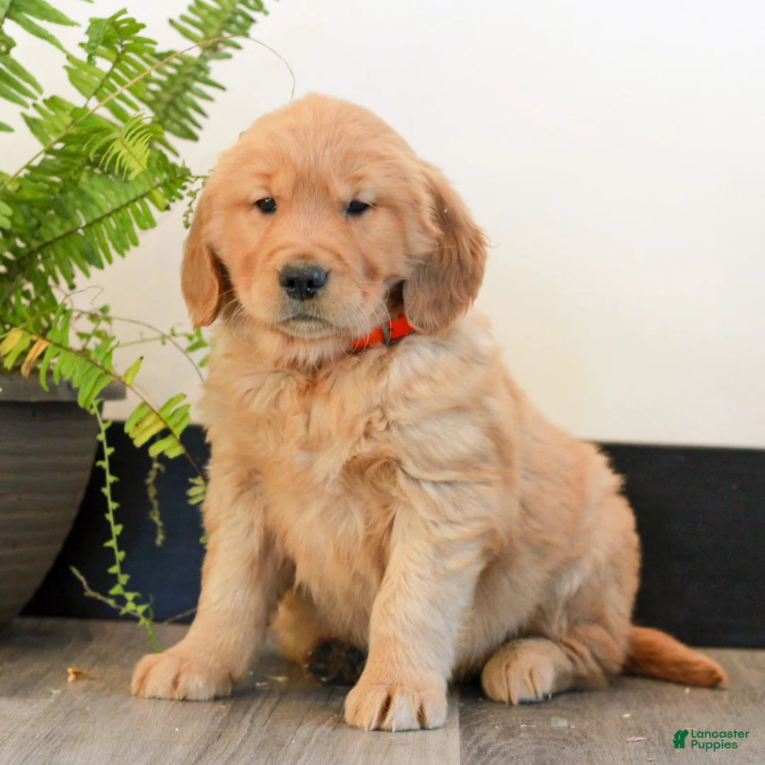 Golden Retriever dogs for sale: Tonya  - Ad 1