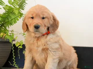 Golden Retriever dogs for sale: Tonya - Ad 4