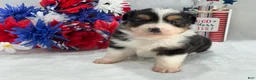 Toy Australian Shepherd dogs for sale: Caroline Female 2 - Ad 6