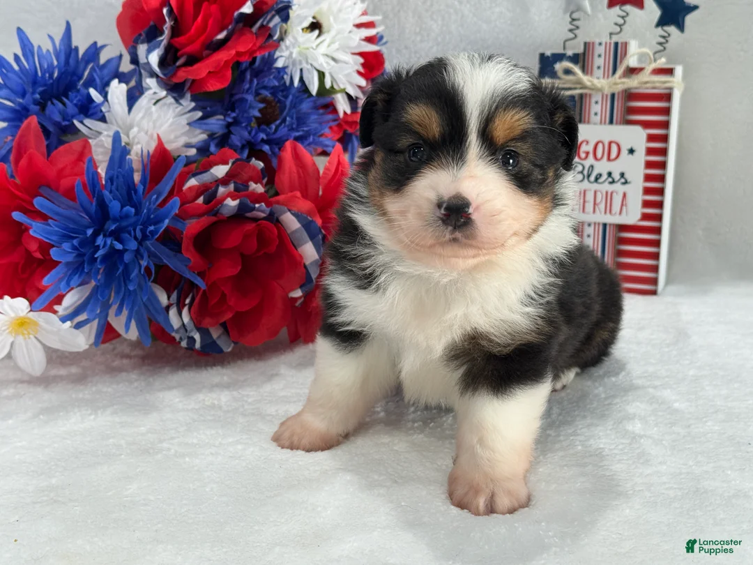 Toy Australian Shepherd dogs for sale: Caroline Female 2 - Ad 6