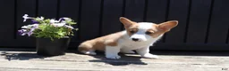 Welsh Corgi Pembroke dogs for sale: Samuel - Ad 4