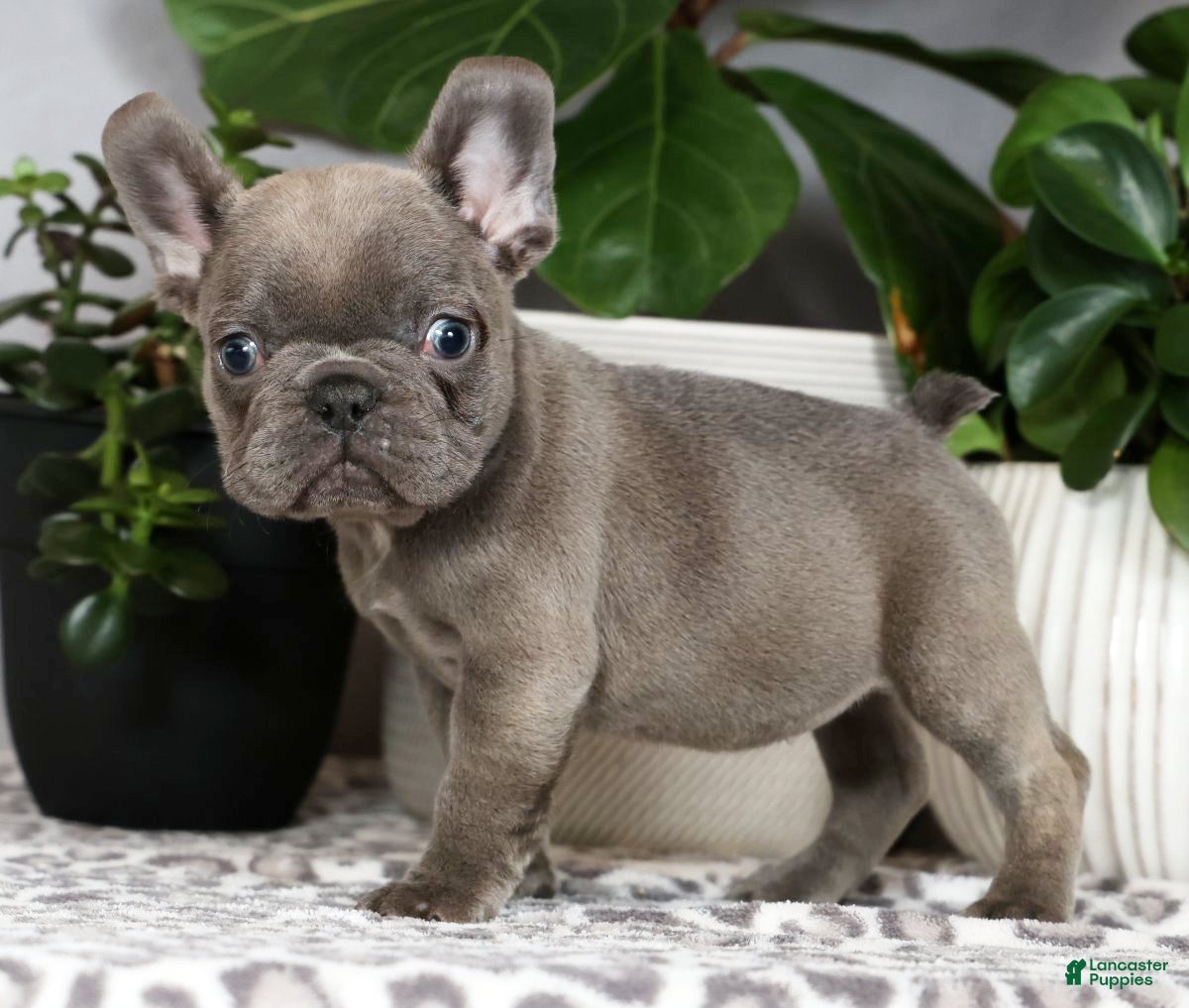 French Bulldog dogs Uma - Ad 1