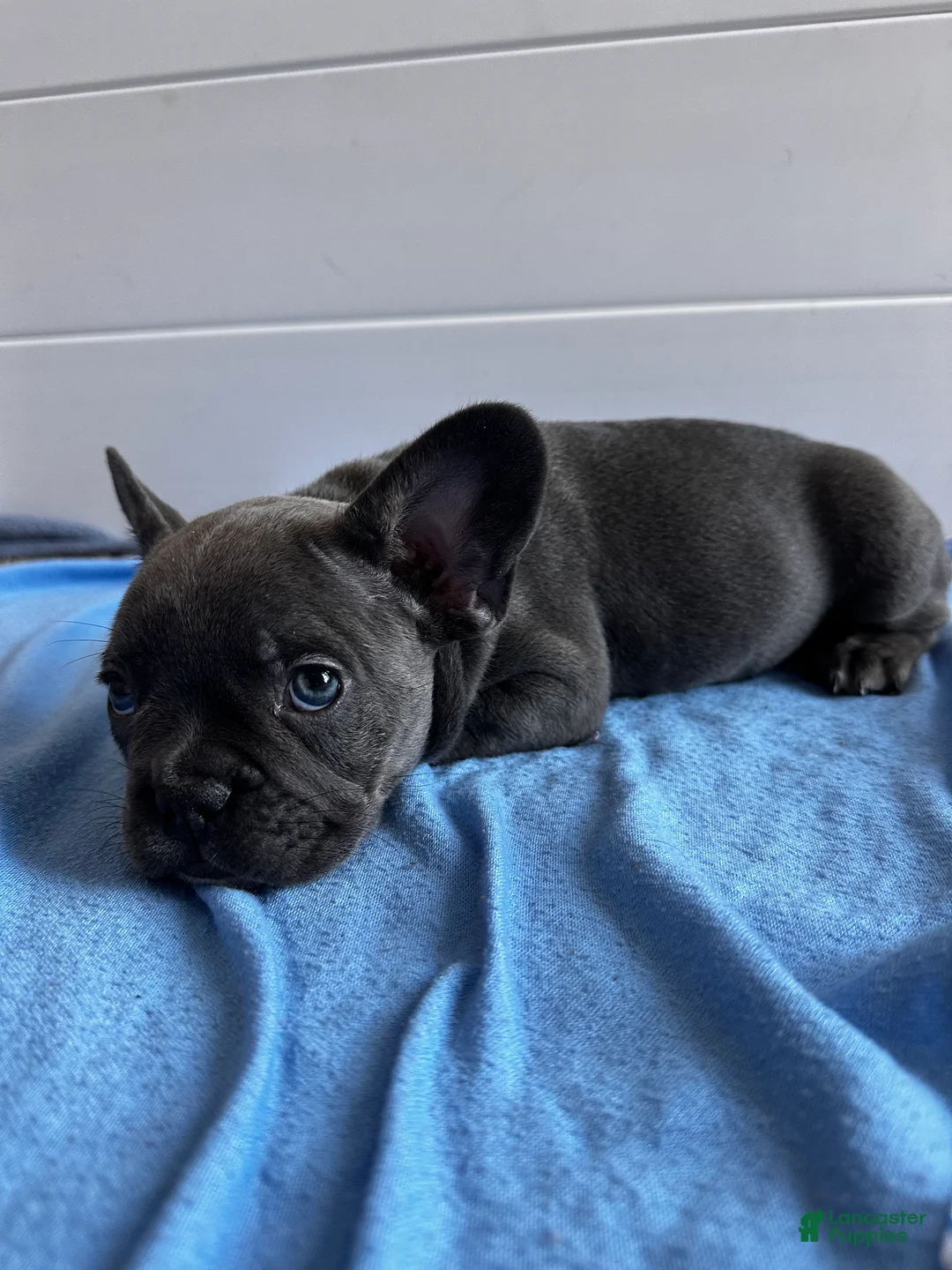 French Bulldog dogs for sale: Hulk - Ad 3