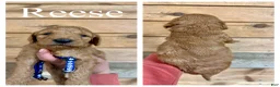 Goldendoodle dogs for sale: Reese - Ad 1