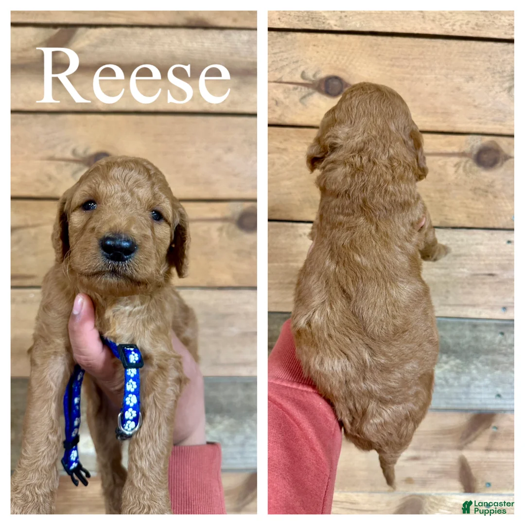 Goldendoodle dogs for sale: Reese - Ad 1