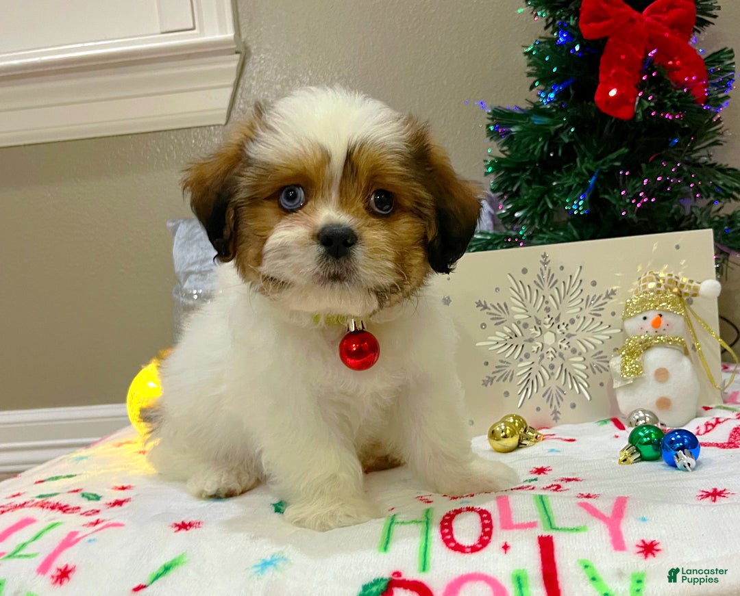 Shih Tzu dogs for sale: Gingerbread  - Ad 4