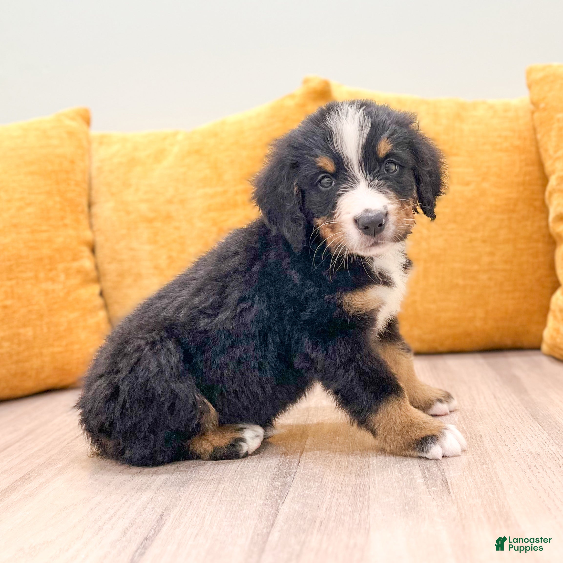 Bernese Mountain Dog dogs Buddy - Ad 1