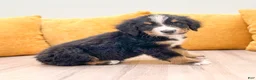 Bernese Mountain Dog dogs for sale: Buddy - Ad 1