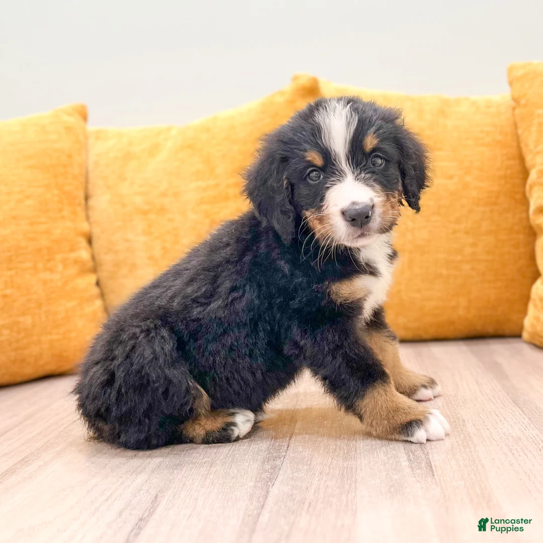 Bernese Mountain Dog dogs for sale: Buddy - Ad 1