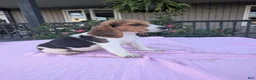 Beagle dogs for sale: Polly - Ad 1