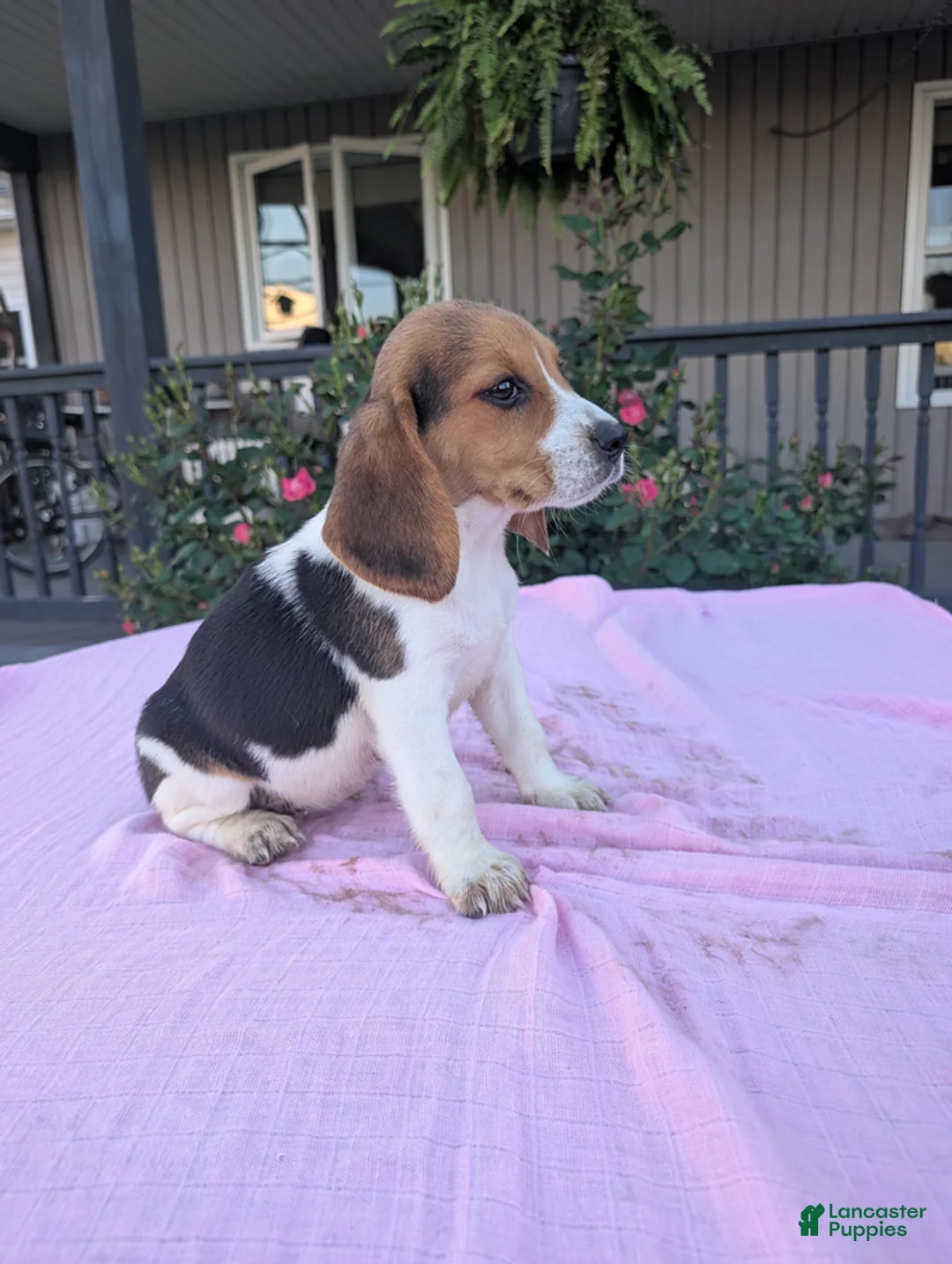 Beagle dogs for sale: Polly - Ad 1