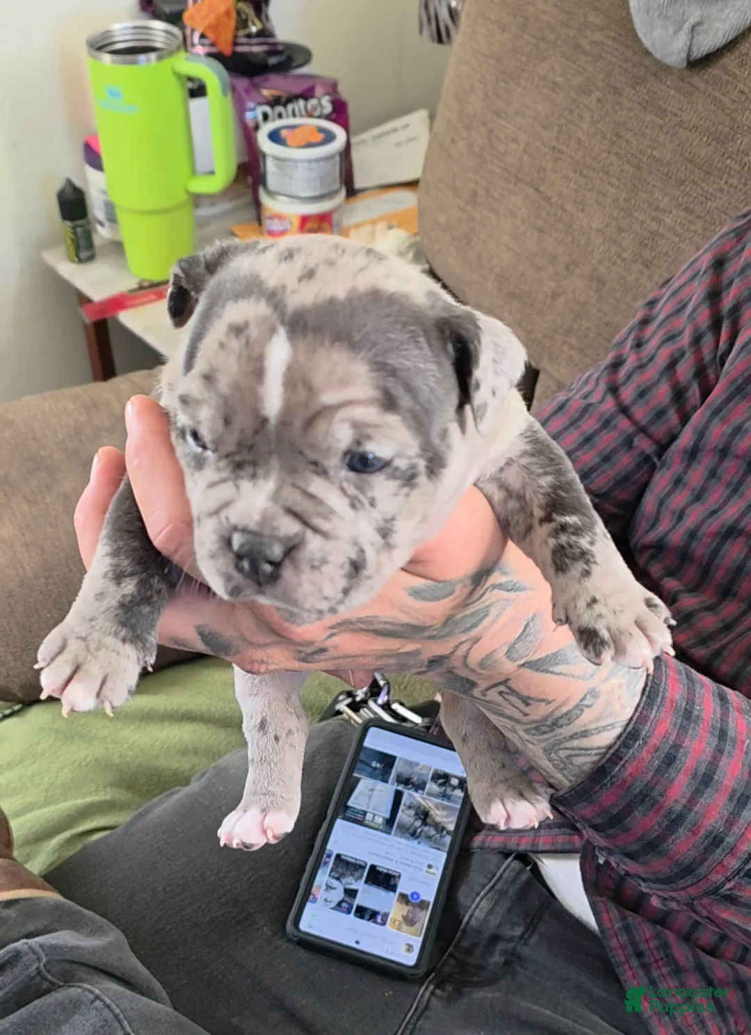 American Bully dogs for sale: Lotus Elise - Ad 2