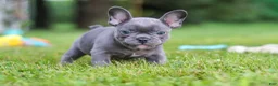 French Bulldog dogs for sale: Ollie - Ad 15