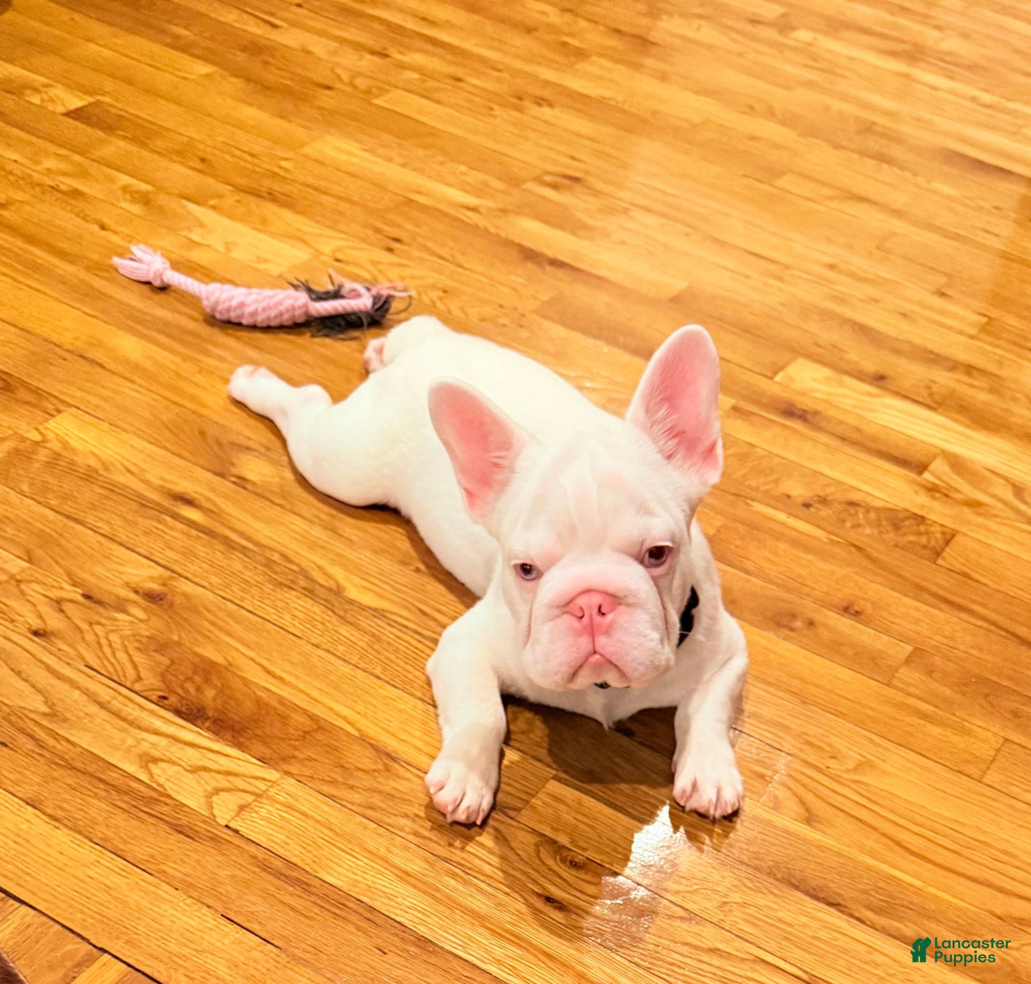 French Bulldog dogs Casper - Ad 2