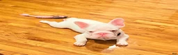 French Bulldog dogs for sale: Casper - Ad 2