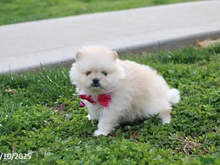 Pomeranian dogs - Ad 25