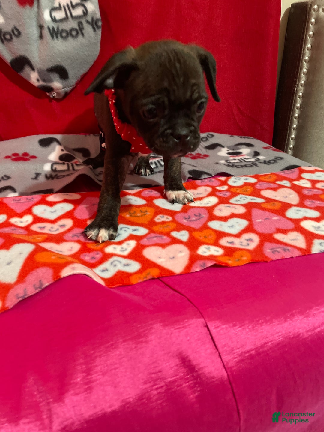 Mixed Breed dogs for sale: Valentino - Ad 9