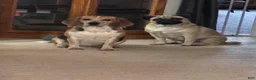 Puggle dogs for sale: Light pink collar  - Ad 13