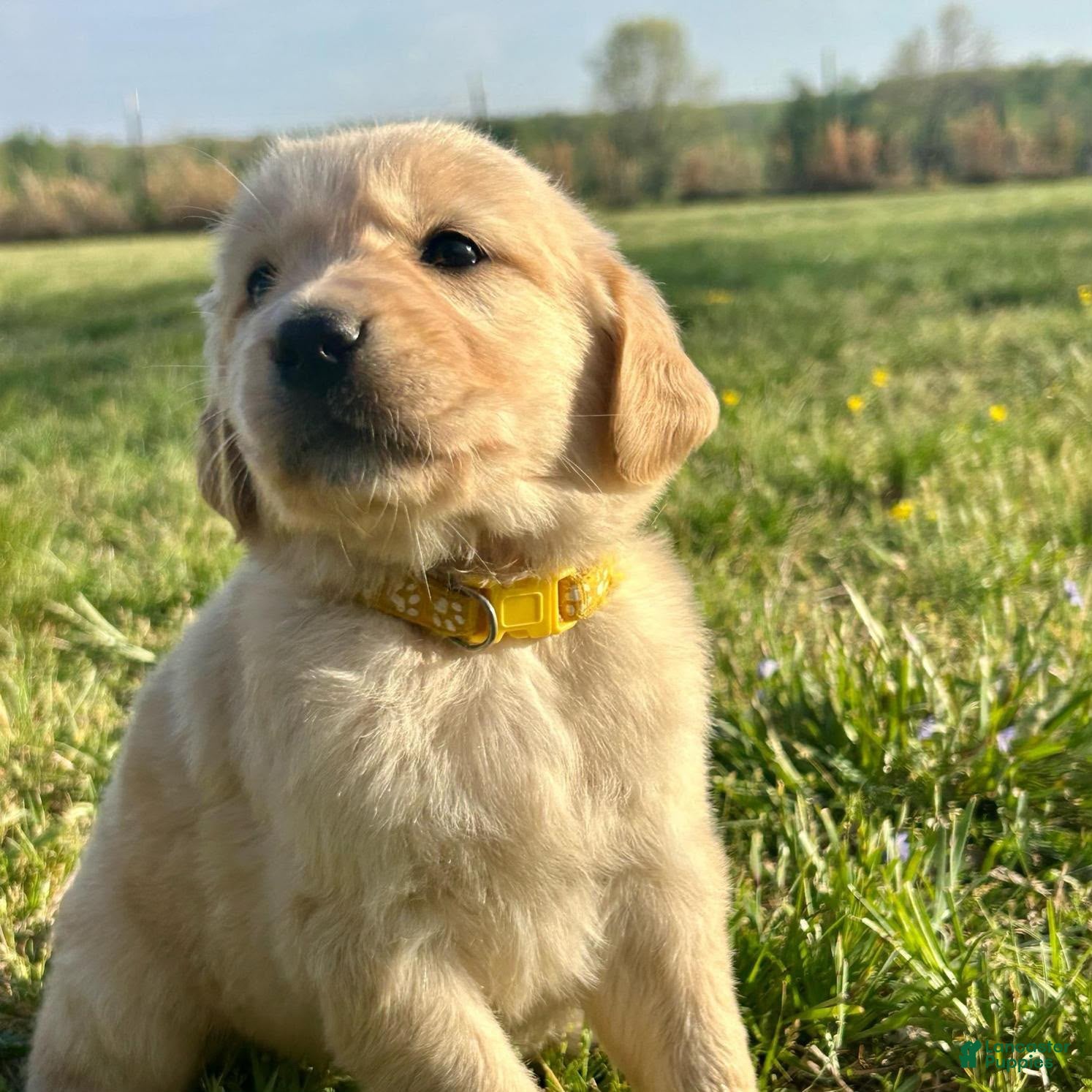 Golden Retriever dogs Merrigold - Ad 1
