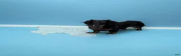 Miniature Dachshund dogs for sale: Silas - Ad 6
